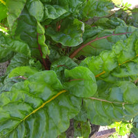 Swiss Chard Bright Lights Seed