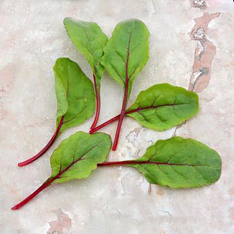 Swiss Chard Rhubarb Chard Seed