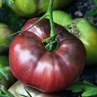 Tomato Cherokee Purple Seed