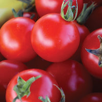 Tomato Supersweet 100 F1 Seed