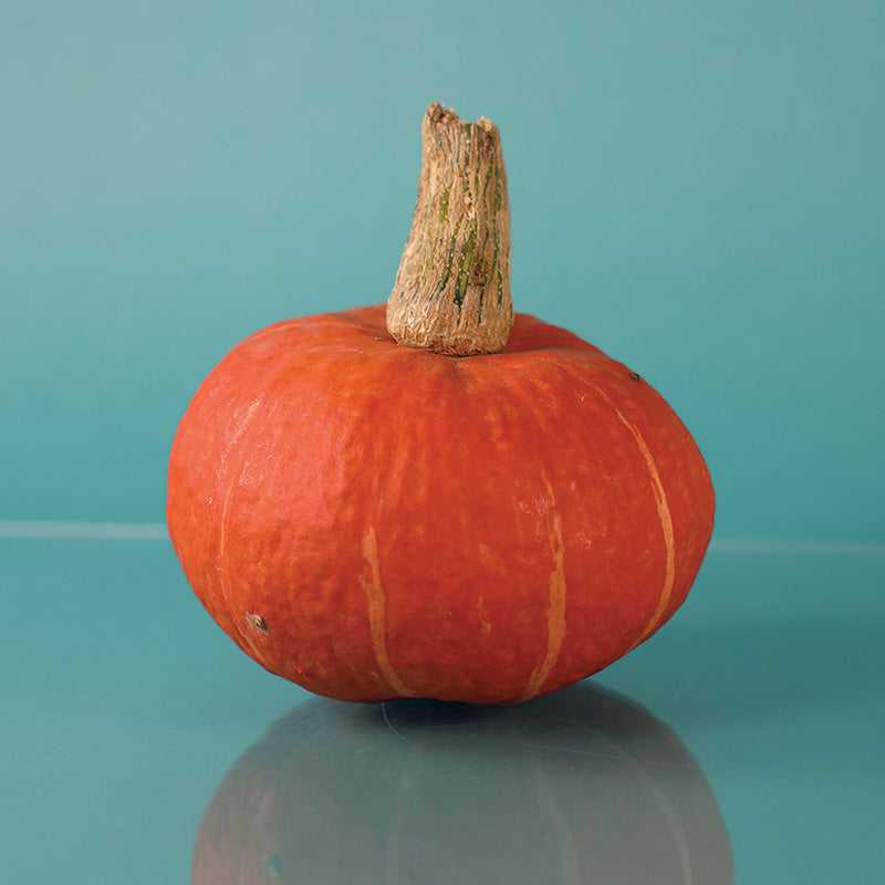 Squash Sunshine F1 Seed