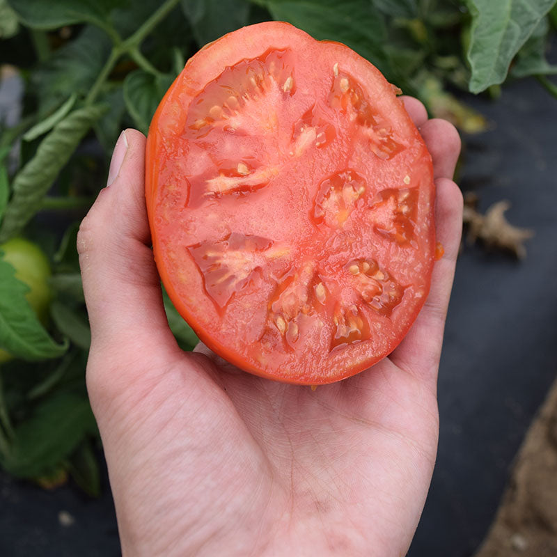 Tomato Jet Star F1 Seed