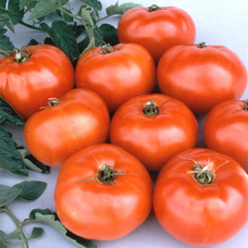 Tomato Jet Star F1 Seed