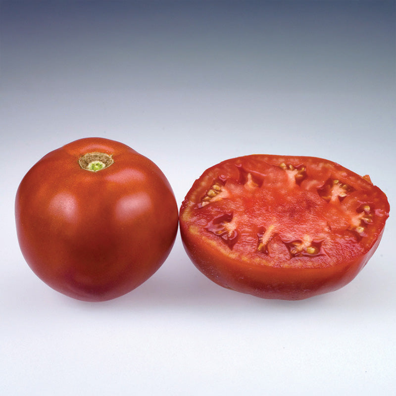 Tomato Moreton Hybrid F1 Seed