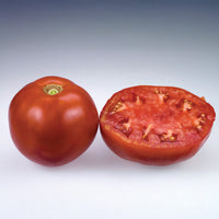 Tomato Moreton Hybrid F1 Seed