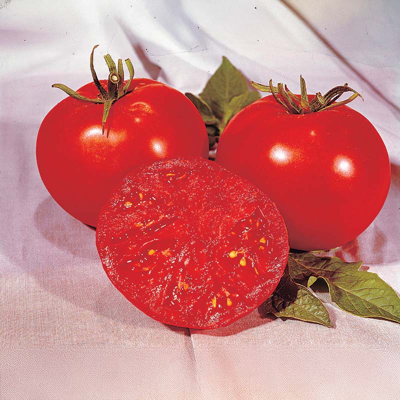 Tomato Moreton Hybrid F1 Seed