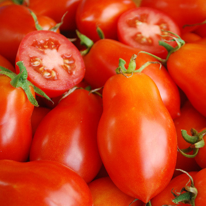 Tomato Roma VF Seed