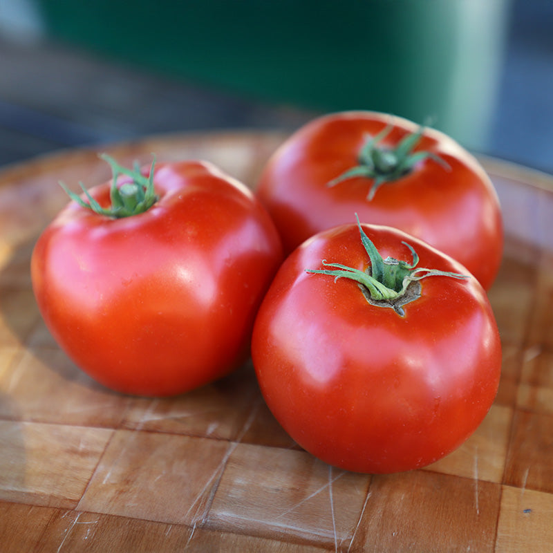 Tomato Mountain Fresh Plus F1 Seed