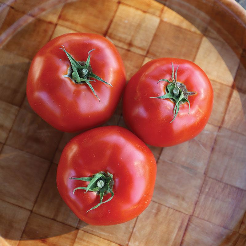 Tomato Mountain Fresh Plus F1 Seed