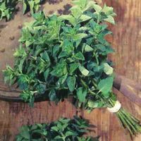 Oregano Vulgare Seed