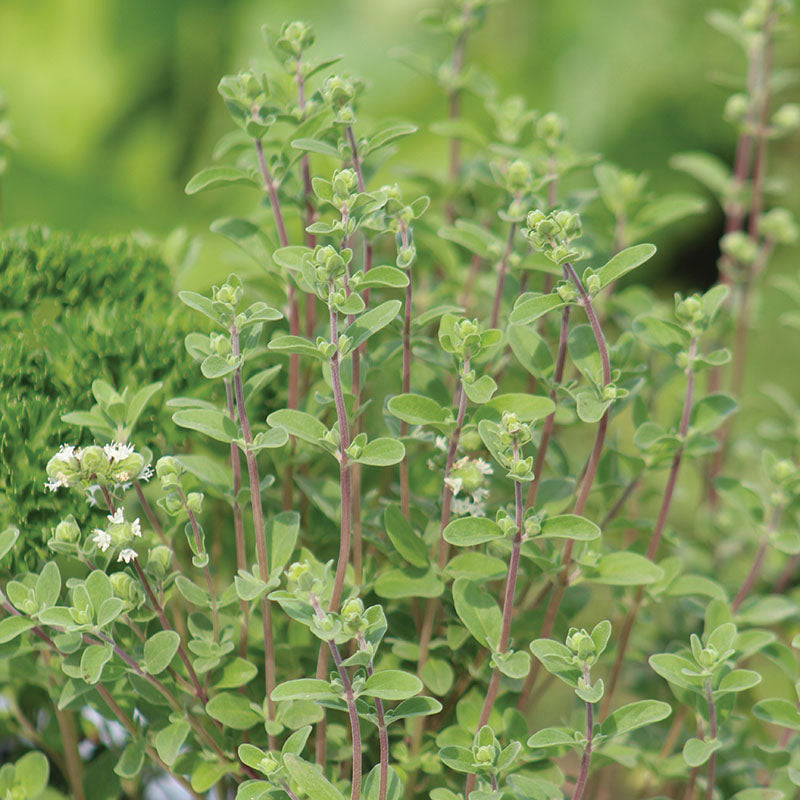 Marjoram Sweet Seed