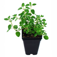 Marjoram Sweet Seed