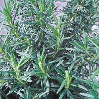 Rosemary Seed