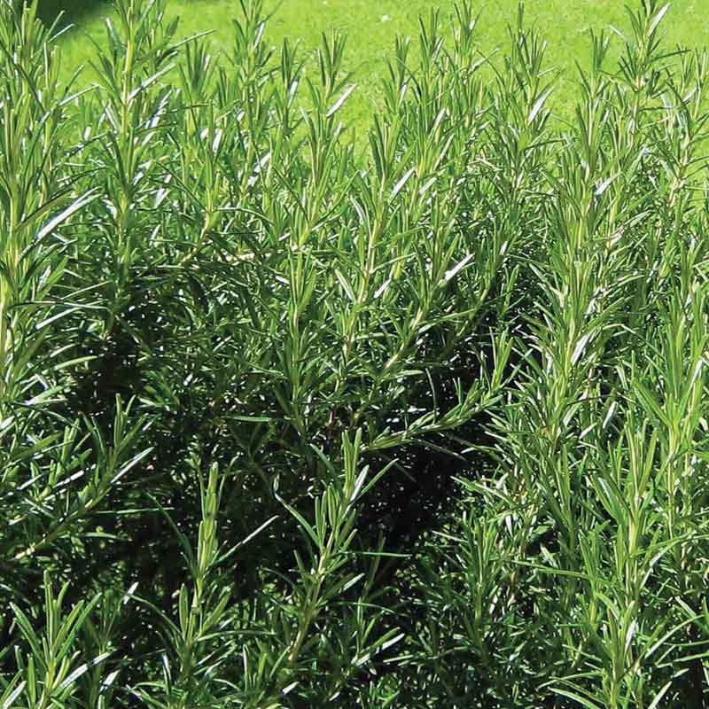 Rosemary Seed