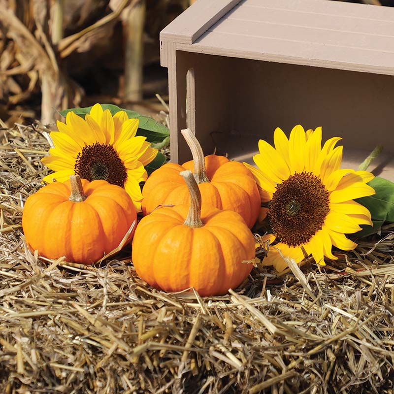 Pumpkin Patch Seed Collection