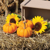 Pumpkin Patch Seed Collection