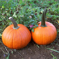 Pumpkin Patch Seed Collection