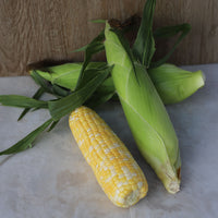 Sweet Corn Montauk F1 Seed