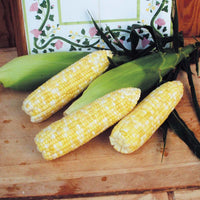 Sweet Corn Montauk F1 Seed