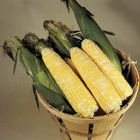 Sweet Corn Delectable F1 Seed