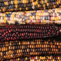 Ornamental Corn Fiesta F1 Seed