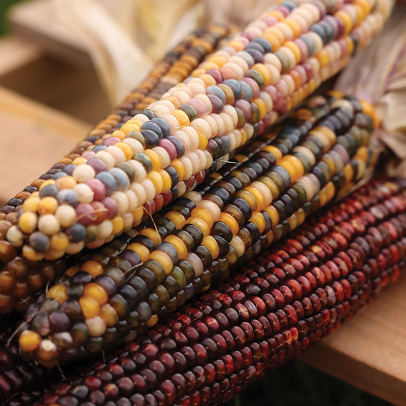 Ornamental Corn Fiesta F1 Seed