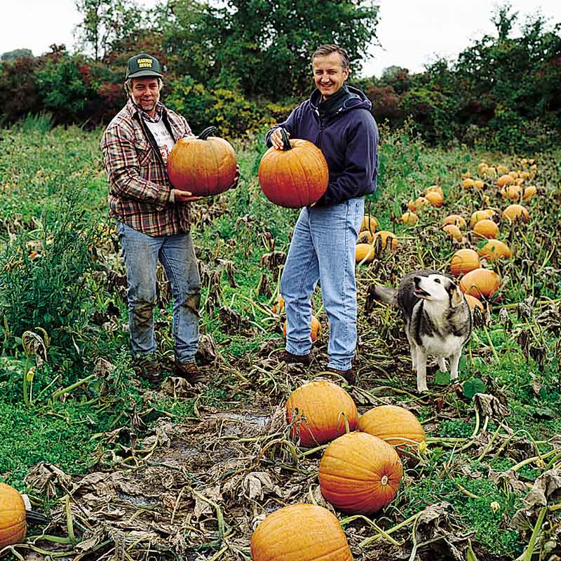 Pumpkin Magic Lantern F1 Seed