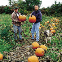 Pumpkin Magic Lantern F1 Seed