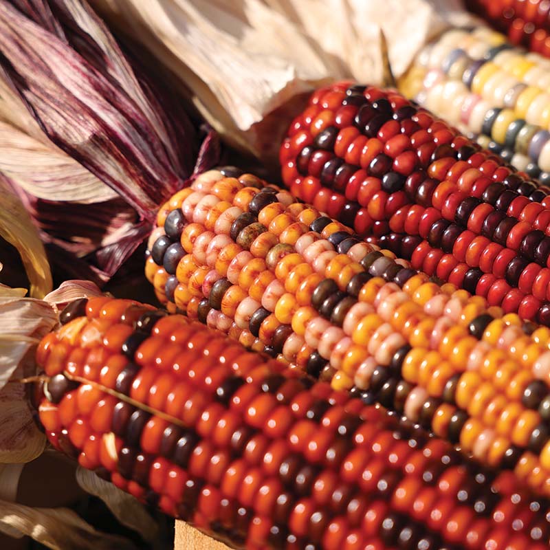 Ornamental Corn Wilda's Pride Seed