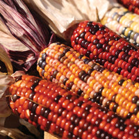 Ornamental Corn Wilda's Pride Seed
