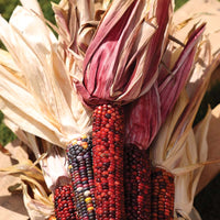 Ornamental Corn Wilda's Pride Seed