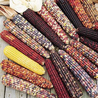 Ornamental Corn Wilda's Pride Seed