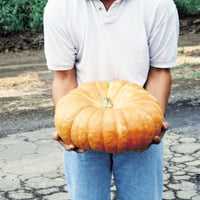 Pumpkin Fairytale Seeds