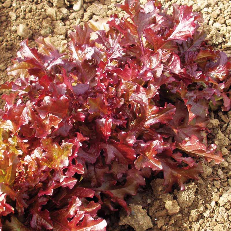 Lettuce Red Salad Bowl Seed