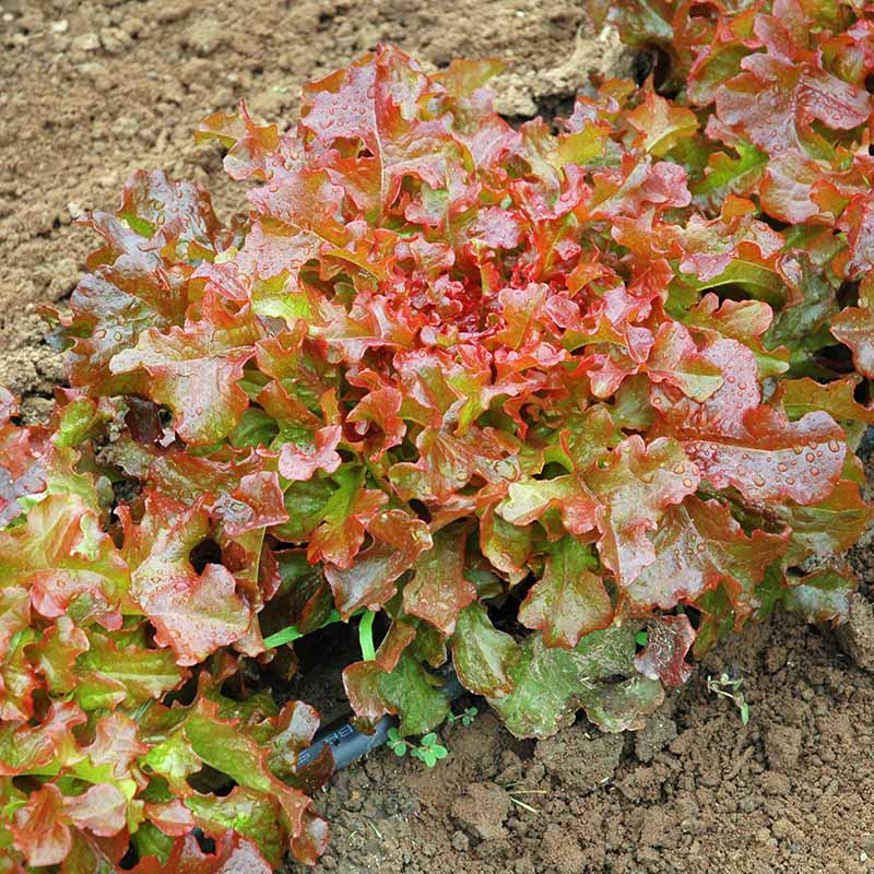 Lettuce Red Salad Bowl Seed
