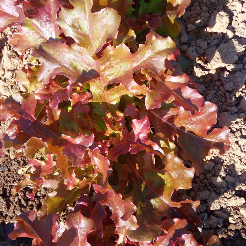 Lettuce Red Salad Bowl Seed