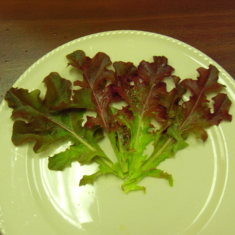 Lettuce Red Salad Bowl Seed