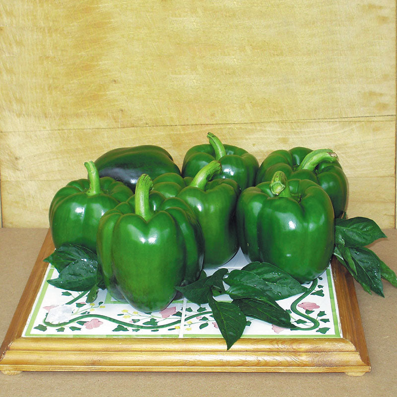 Pepper Revolution F1 Seed