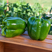 Pepper Revolution F1 Seed