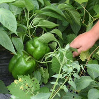 Pepper Revolution F1 Seed