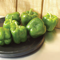 Pepper Aristotle F1 Seed