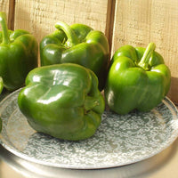 Pepper Aristotle F1 Seed