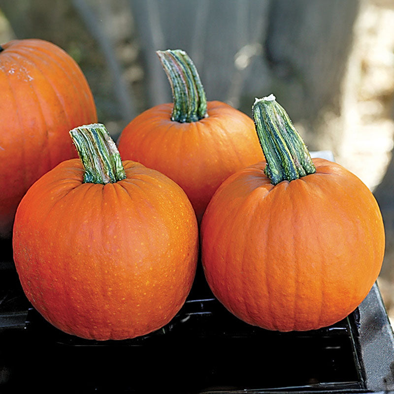 Pumpkin Iron Man F1 Seed