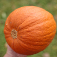 Pumpkin Iron Man F1 Seed