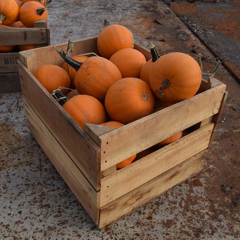 Pumpkin Apprentice F1 Seed