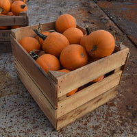 Pumpkin Apprentice F1 Seed