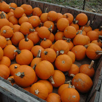 Pumpkin Apprentice F1 Seed