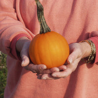 Pumpkin Apprentice F1 Seed