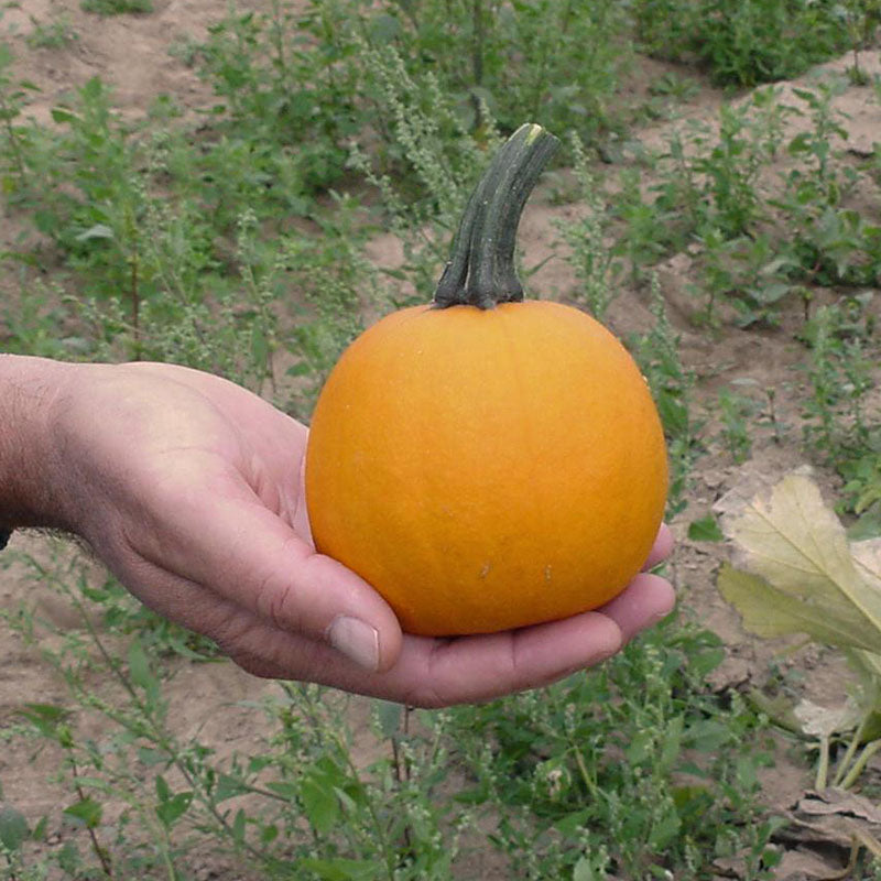 Pumpkin Apprentice F1 Seed