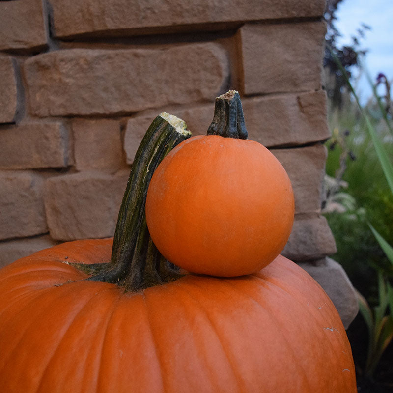 Pumpkin Apprentice F1 Seed